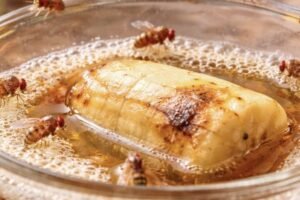 Beer + Banana Trap to catch fruit flies