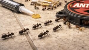 How to Get Rid of Ants Permanently Using Proven Methods 