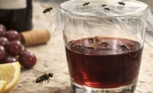 How to Get Rid of Gnats for Good (No More Repeat Infestations) 