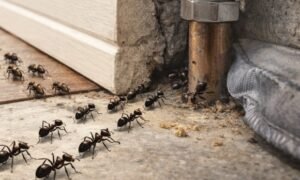 How to Get Rid of Ants Permanently Using Proven Methods 