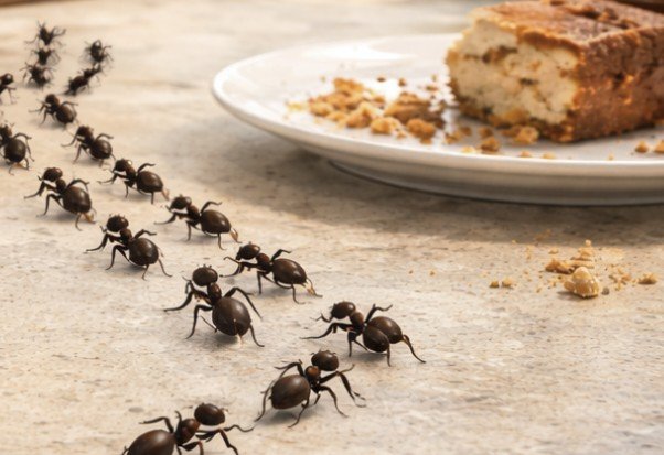How to Get Rid of Ants Permanently Using Proven Methods